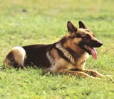 Adestramento de cães em São Roque